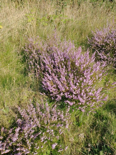 Calluna vulgaris