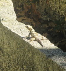 Laudakia stellio stellio