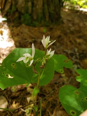 Triphora trianthophoros