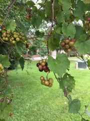 Vitis rotundifolia munsoniana