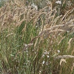 Calamagrostis epigejos