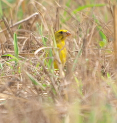Crithagra sulphurata
