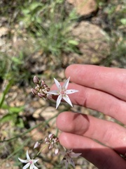 Allium rhizomatum