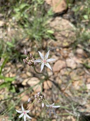 Allium rhizomatum