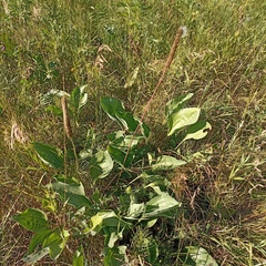 Plantago maxima