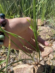 Allium rhizomatum