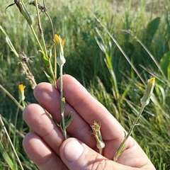Tragopogon pratensis