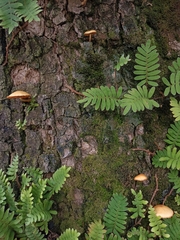 Gymnopilus