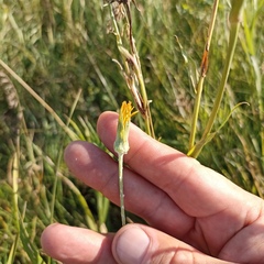 Tragopogon pratensis