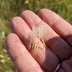 Tragopogon pratensis