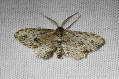 Pimaphera sparsaria