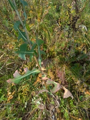 Lactuca serriola