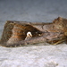 White-eyed Borer Moth - Photo (c) Michael Butler, some rights reserved (CC BY-NC), uploaded by Michael Butler