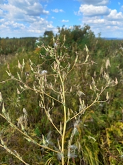 Lactuca serriola