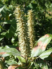 Salix brachycarpa niphoclada