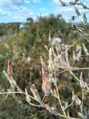 Lactuca serriola