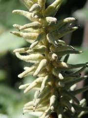 Salix brachycarpa niphoclada