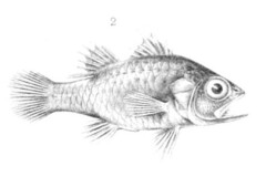 Variegated Cardinalfish photo 4