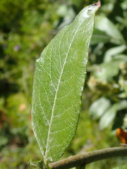 Salix brachycarpa niphoclada