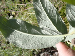 Salix brachycarpa niphoclada