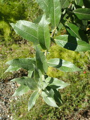 Salix brachycarpa niphoclada