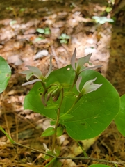 Triphora trianthophoros