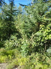 Salix brachycarpa niphoclada