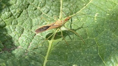 Zelus renardii