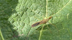 Zelus renardii