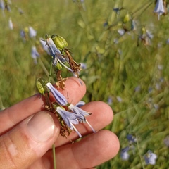 Adenophora liliifolia