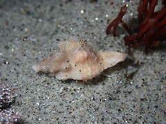 Pteropurpura