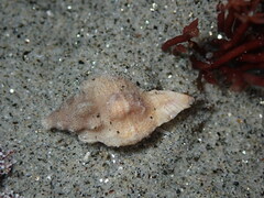 Pteropurpura