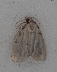 Dyspyralis puncticosta
