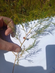 Asparagus officinalis