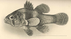 Perdix Cardinalfish photo 2