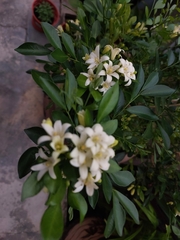 Murraya