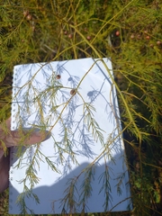 Asparagus officinalis