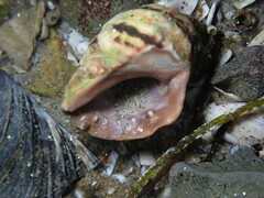 Mexacanthina
