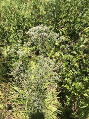 Eupatorium torreyanum
