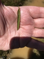 Eupatorium torreyanum