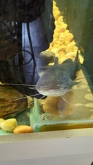 Ameiurus platycephalus