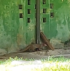 Urva