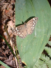 Pararge aegeria tircis