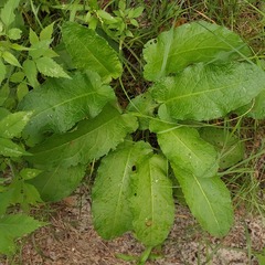 Rumex obtusifolius silvestris