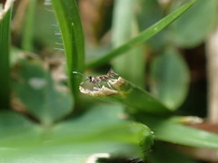 Porphyrosela minuta
