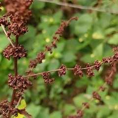 Rumex obtusifolius silvestris
