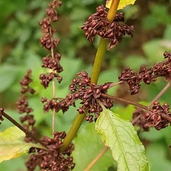 Rumex obtusifolius silvestris