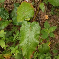 Rumex obtusifolius silvestris