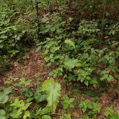 Rumex obtusifolius silvestris