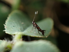 Porphyrosela minuta